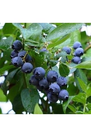 Yaban Mersini Meyve Fidanı Vaccinium Myrtillus