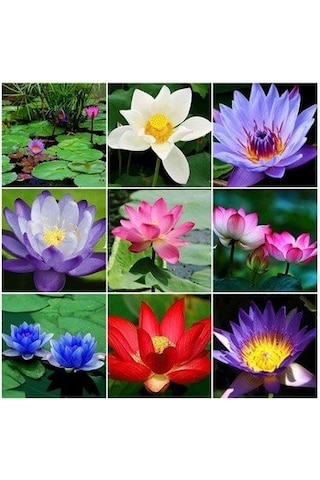 20 Adet Tohum Nadir Karışık Lotus Japon Su Çiçeği Tohumu Nilüfer