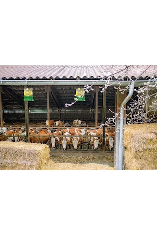 5 Adet Sintut Medium | Karasinek Tuzağı