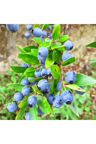 Hambeles Murt Beyaz+siyah 2 Adet