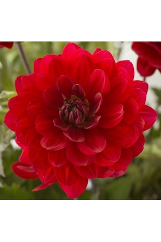 10 Adet Kırmızı Dahlia Yıldız Çiçeği Tohumu + 10 Adet Hediye Karışık Renk Gül Çiçek Tohumu