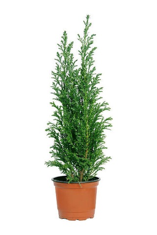 Videolu Limon Kokulu Limon Çamı 1 Adet Saksılı/ Tüplü 30-60 Cm Cupressus Macrocarpa