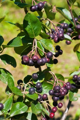 Bahçevilya 2 Yaşında Tüplü Aronya Aronia Melanocarpa Fidanı