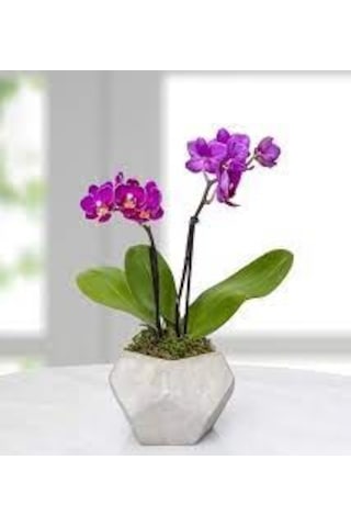 10 Adet Tohum Nadir Bulunan Mor Orkide Çiçeği Tohumu