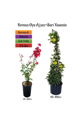 Çok Avantajlı Kırmızı Oya Ağacı Fidanı+sarı Yasemin Fidanı 2'li Bahçe Peyzaj Seti