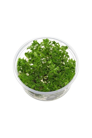 Limnophila Sessiliflora In Vitro Canlı Bitki