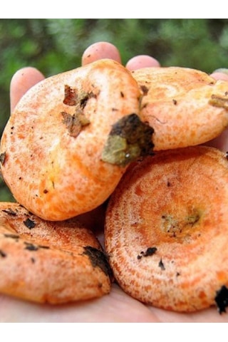 Kanlıca Mantarı Çintar Çam Melki Mantar Tohumu 100gr