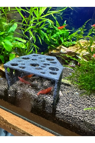 Karides Mağarası Gri Renkli Karidesler Için Delikli Saklanma A