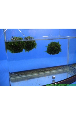 Y-moss "vantuzlu Topa Tutturulmuş Karides Yuvası / 47500