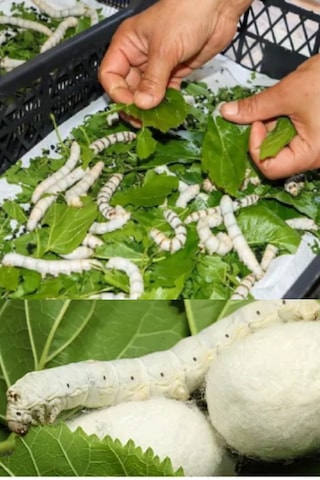 İpek Böceği Yumurtası 50 Adet