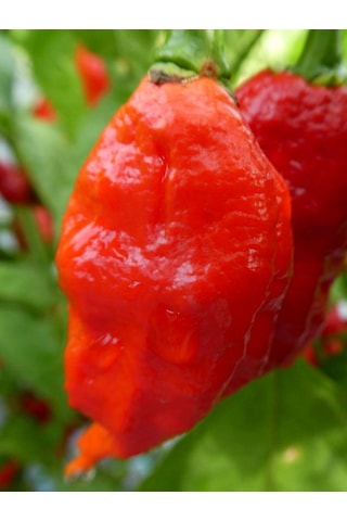 7 Pot Barrackpore Pepper 1 / 1 Milyon Scoville - Gerçek Taze Acı Biber