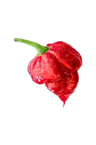 Ithal Nadir Çok Acı Trinidat Scorpion Biber Tohumu 10 Adet Tohum Dünyanın En Acı Akrep Biberi