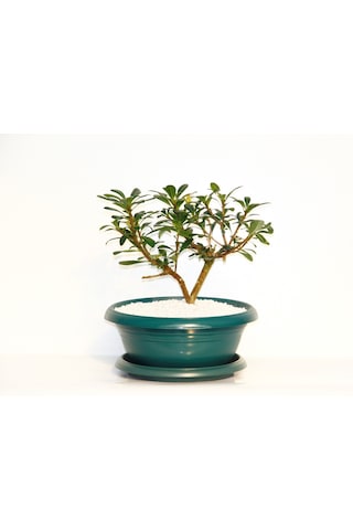 Bonsai Pitosporum Yıldız Çalısı - 7 Yaşında Yeşil Saksı