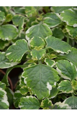 Yogun Kokulu Plectranthus Forsteri 1 Adet Saksılı 10-15cm
