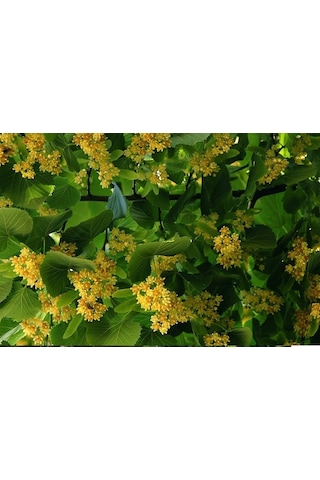 Fidan Ihlamur Fidanı 60 - 80 Cm Boy 1adet