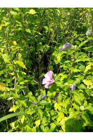 Yeşil Deniz Fidancılık Hatmi Fidanı 50-100 Cm