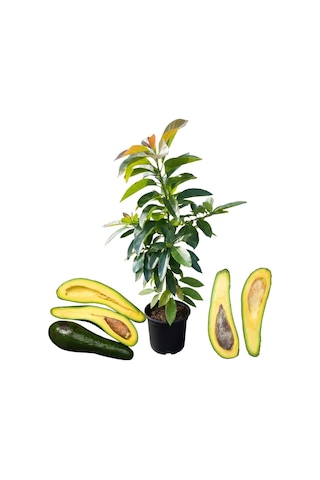 Dev Uzun Avokado Fidanı Long Neck - 2 Yaş Aşılı Sertifikalı - Gurme Çeşit Saksıya Uygun 50-70 Cm