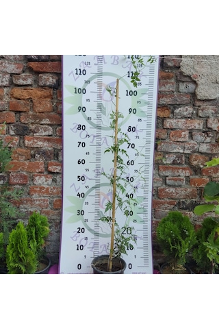 Jasminum Polyanthum - Hoş Kokulu Ve Gösterişli Çiçekli Bitki Şam Yasemini Değil