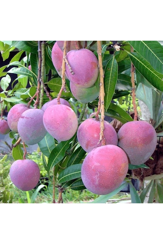 Aşılı Tommy Atkins Mango Fidanı - 2 Yaş - Tüplü 60-70 Cm - Kıpkırmızı Meyveli Dayanıklı Çeşit Hemen Dikime Hazır