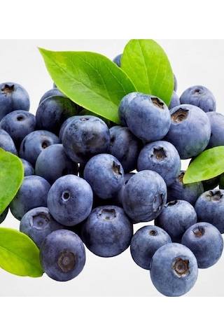 Tüplü Yaban Mersini Blue Berry Fidanı