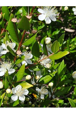 Aysenin Mersin Yaprağı Hidrosolü / Myrtle Leaf Hydrosol 500 ML
