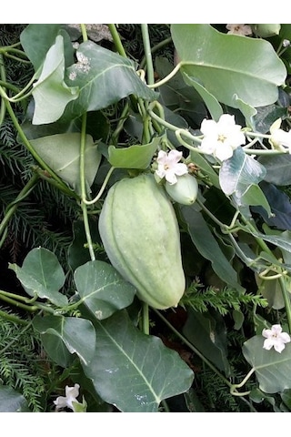 Ağaç Bamyası Fidesi 90-140 Cm