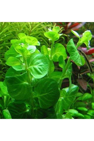 Kolay Akvaryum Bitkisi Paketi Canlı Bitki 30 Dal