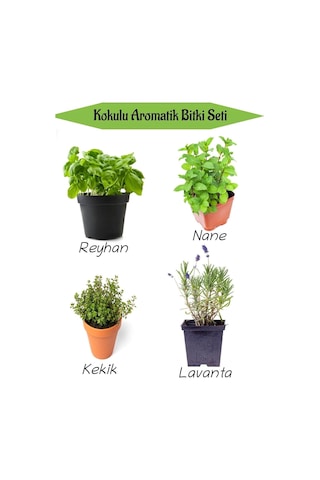 Aromatik Kokulu Mutfak Seti Reyhan+nane Fidanı+kekik+lavanta Fidesi 4 Adet, Bts010na0821