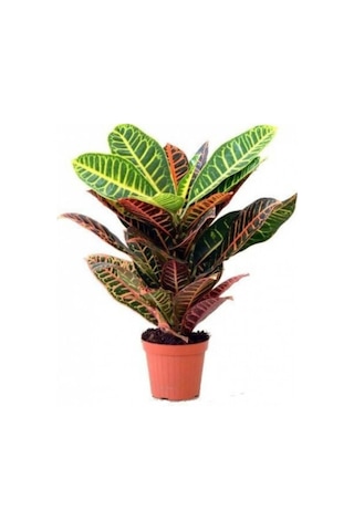Ithal Croton Petra Kroton 17 Cm Saksıda 60 Cm Ev Bitkisi Ofis Bitki