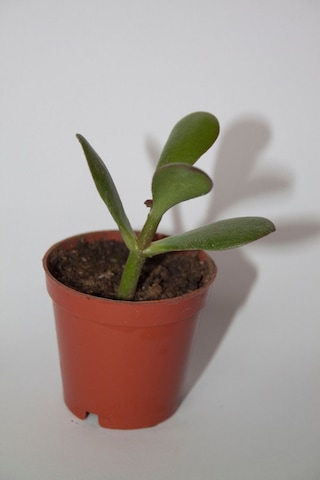 Şans Ve Para Çiçeği Crassula Ovata Tekli 5.5 Cm Küçük Saksıda