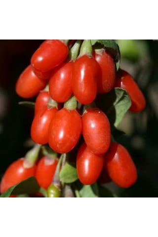1 Adet Gojiberry Fidanı Küçük Saksılı Kurt Üzümü