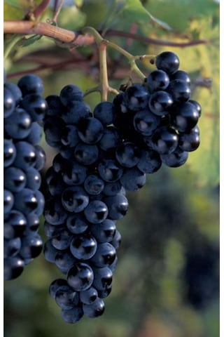 Bahçevilya Siyah Üzümü Fidanı 1-2 Yaş Arası Tüplü