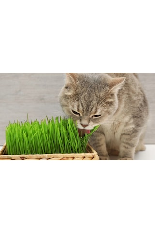 Doğal Kedi Çimi, Buğday Tohumu, 100 Gram