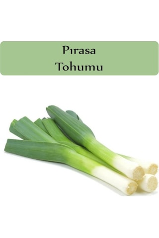 Pırasa Tohumu 1 Paket Inegöl Pırasa Tohumu Ekmeye Uygun Verimi Yüksek Inegöl Pısara Paket Tohum