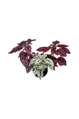 Üçlü Hypoestes Seti