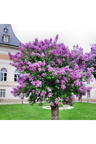 Leylak Fidanı 2 Adet Syringa Chinensis 50-100 Cm