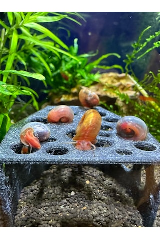 Karides Mağarası Gri Renkli Karidesler Için Delikli Saklanma A