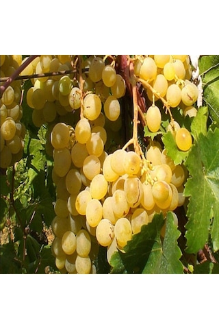 Tüplü Müşküle Üzümü Fidanı