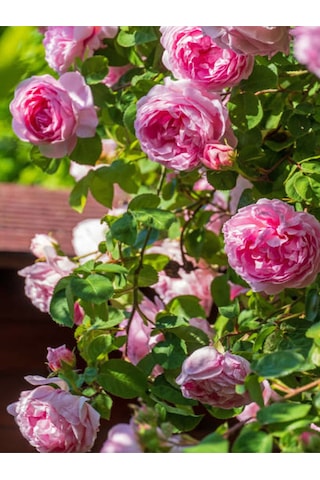 Videolu Sarmaşık Gül Pembe Renkli Kokulu 60 80 Cm 3 Adet Aşılı Gül Pink Rose