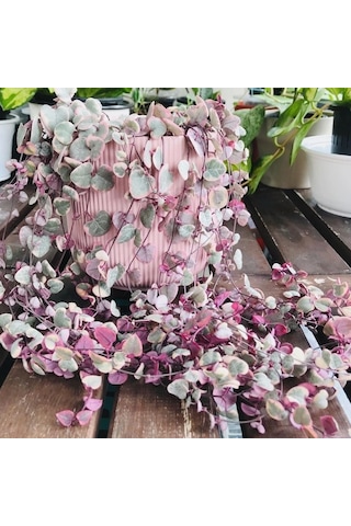 Sarılıcı Tırmanıcı Ceropegia Woodii Kalp Kalbe Karşı Sukulent Yumrusu 2 Adet