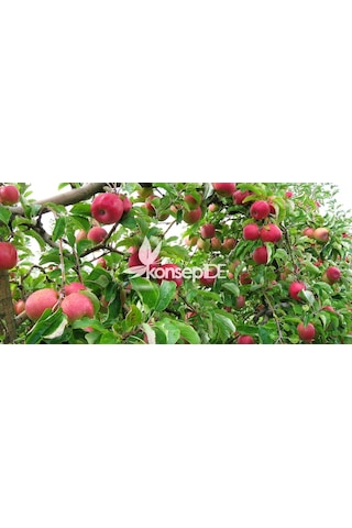 Elma Pınk Lady Fidanı