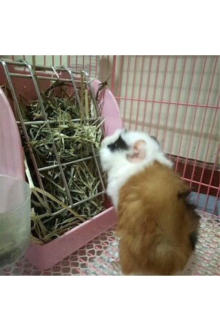 Pazly Deney Hayvanı Kobay Tavşan Ot Yemliği Bahar Ot Rafı Totoro Evcil Hayvan Malzemeleri Hollanda Domuzu Kafes Aksesuarı