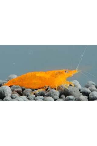 Turuncu Sakura Karides 5 Adet 1-2 Cm