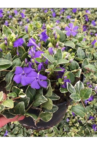 Beyaz Alaca Yapraklı Vinca Major Variegata Cezayir Menekşesi 20-40cm