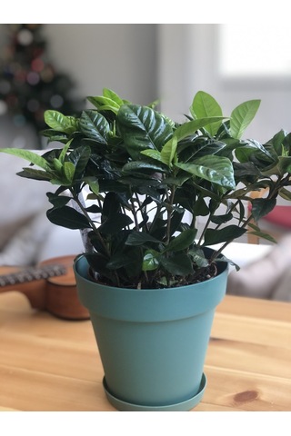 Gardenia - Gardenya N11.4698
