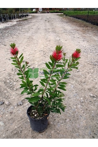 Fırça Çalısı Çiçeği Fidanı 45-80 Cm