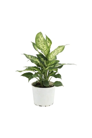 Difenbahya Dieffenbachia Camilla Compacta Yeşil