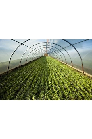 36 Aylık Sera Naylonu Kalın 12 M X 2M 350 Mikron Eva UV Katkılı