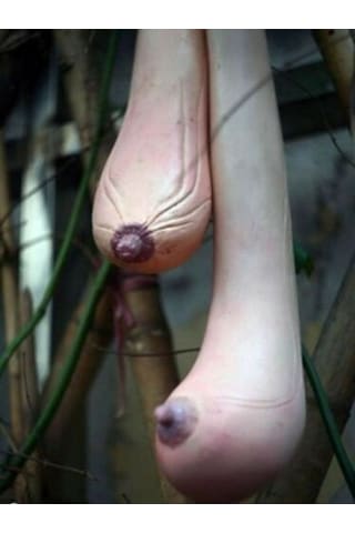 30 Adet Tohum Nadir Vietnam Asya Kadın Göğsü Süs Su Kabağı Tohumu