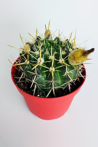 Notocactus Submammulosus Büyük Boy Kaktüs Sarı Çiçek Açan Canlı